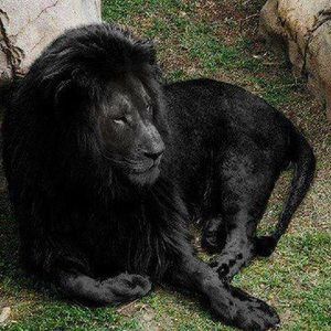 Meet your Posher, Leon